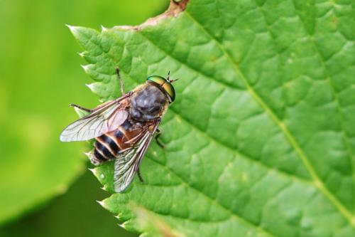 Philipomyia aprica